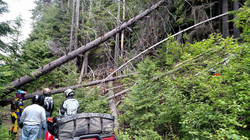 Fallen trees on trail image